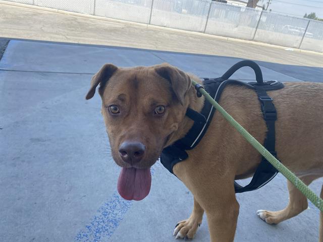 Shelter Stray Male Dog last seen PACHECO RD, BAKERSFIELD CA 93307, 3951 Fruitvale Ave, Bakersfield, CA 93308, USA