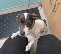 Shelter Stray Male Dog last seen Near BLOCK HOBACK DR, SPARKS NV 89436, 2825 Longley Ln Suite A, Reno, NV 89502, USA