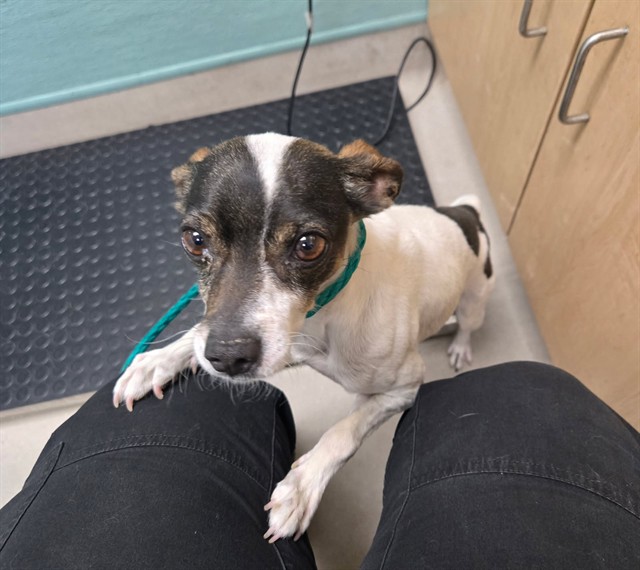 Shelter Stray Male Dog last seen Near BLOCK HOBACK DR, SPARKS NV 89436, 2825 Longley Ln Suite A, Reno, NV 89502, USA