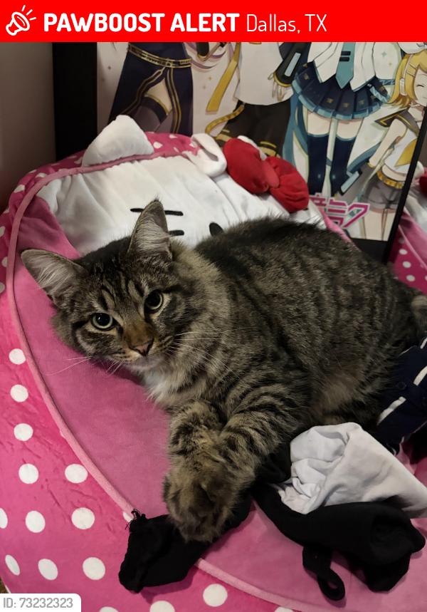 Lost Male Cat last seen Gross rd dallas tx 75228, Dallas, TX 75228