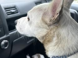 Reunited Male Dog last seen Partridge ave, Oakland, CA 94605
