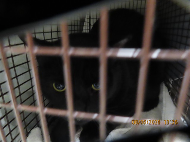 Shelter Stray Female Cat last seen Near BLOCK W WARNER, 5501 E Van Buren St, Phoenix, AZ 85008, USA