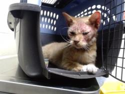 Shelter Stray Female Cat last seen Near BLOCK E LOUISIANA AVE, DENVER, CO 80246, 1241 W Bayaud Ave, Denver, CO 80223, USA