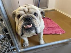 Shelter Stray Male Dog last seen Near BLOCK CELEBRATION LN, PERRIS, CA, 227 N D St, Perris, CA 92570, USA