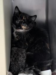 Shelter Stray Female Cat last seen , 600 Aviation Dr, Camarillo, CA 93010, USA