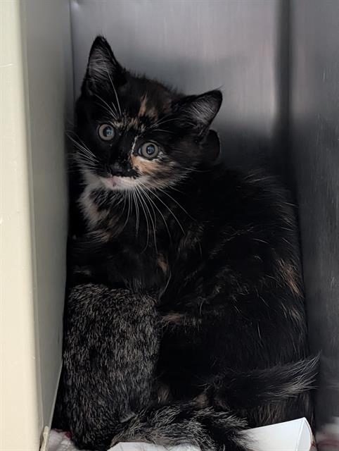 Shelter Stray Female Cat last seen , 600 Aviation Dr, Camarillo, CA 93010, USA