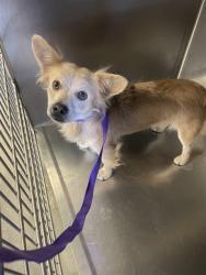 Shelter Stray Male Dog last seen Near BLOCK W WHITTIER AVE, HEMET, CA, 581 S Grand Ave, San Jacinto, CA 92582, USA