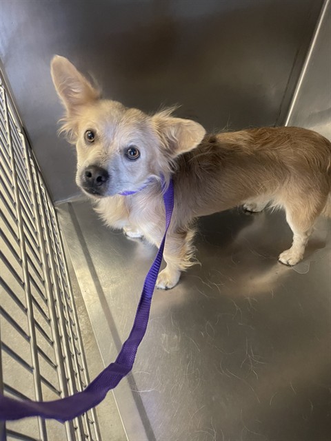 Shelter Stray Male Dog last seen Near BLOCK W WHITTIER AVE, HEMET, CA, 581 S Grand Ave, San Jacinto, CA 92582, USA