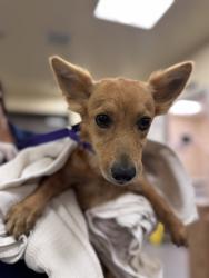 Shelter Stray Female Dog last seen Near BLOCK W WHITTIER AVE, HEMET, CA, 581 S Grand Ave, San Jacinto, CA 92582, USA