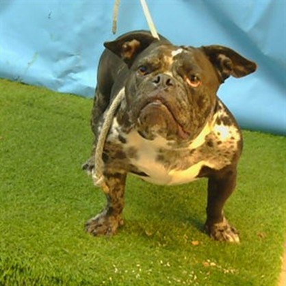 Shelter Stray Unknown Dog last seen , 216 W Victoria St, Gardena, CA 90248, USA