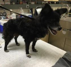 Shelter Stray Female Dog last seen Near BLOCK PEACHLLION JURUPA VALLEY, CA, 6851 Van Buren Boulevard, Jurupa Valley, CA 92509, USA
