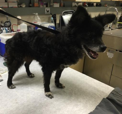 Shelter Stray Female Dog last seen Near BLOCK PEACHLLION JURUPA VALLEY, CA, 6851 Van Buren Boulevard, Jurupa Valley, CA 92509, USA