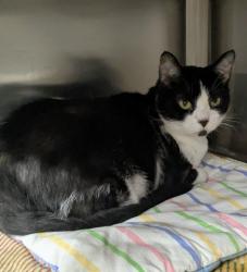 Shelter Stray Female Cat last seen Near BLOCK MENDOTA ST, DETROIT, MI 48238, 7401 Chrysler Dr, Detroit, MI 48211, USA
