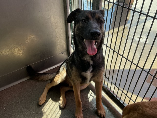 Shelter Stray Male Dog last seen Near BLOCK TERRACE, 333 Chandler Pl, San Bernardino, CA 92408, USA