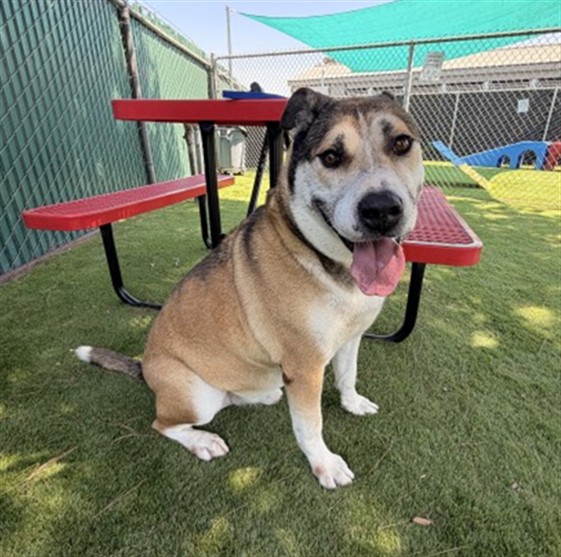 Shelter Stray Male Dog last seen Near BLOCK TUSCANNY ST, 333 Chandler Pl, San Bernardino, CA 92408, USA