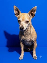 Shelter Stray Male Dog last seen Near BLOCK ATLANTIC BLVD, 2020 Forest St, Jacksonville, FL 32204, USA