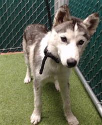 Shelter Stray Male Dog last seen , 11258 Garfield Ave, Downey, CA 90242, USA