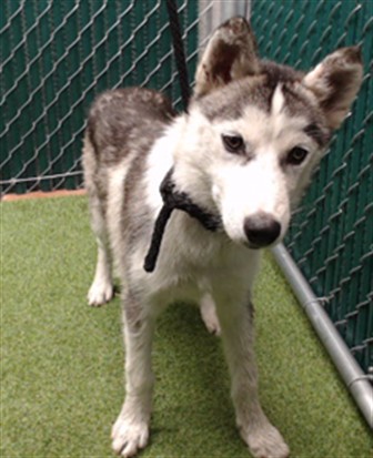 Shelter Stray Male Dog last seen , 11258 Garfield Ave, Downey, CA 90242, USA