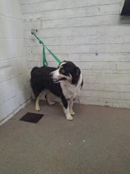 Shelter Stray Female Dog last seen W 11TH ST X N D ST, 333 Chandler Pl, San Bernardino, CA 92408, USA