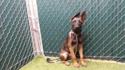 Shelter Stray Female Dog last seen , 11258 Garfield Ave, Downey, CA 90242, USA