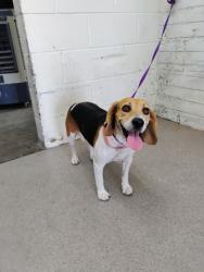 Shelter Stray Female Dog last seen ROBIN LN X ROSEMARY LN, 333 Chandler Pl, San Bernardino, CA 92408, USA