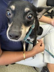 Shelter Stray Female Dog last seen EAZY 8, 1950 Stevenson Blvd, Fremont, CA 94538, USA