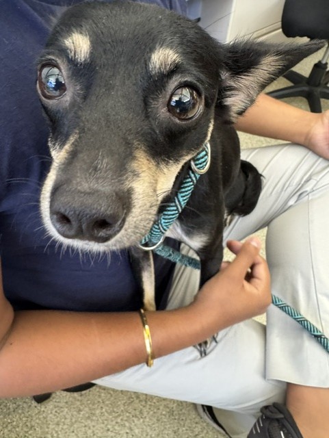 Shelter Stray Female Dog last seen EAZY 8, 1950 Stevenson Blvd, Fremont, CA 94538, USA