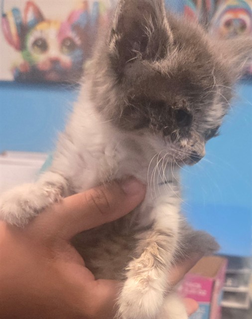 Shelter Stray Male Cat last seen EMERSON ST BAKERSFIELD, 201 S Mt Vernon Ave, Bakersfield, CA 93307, USA