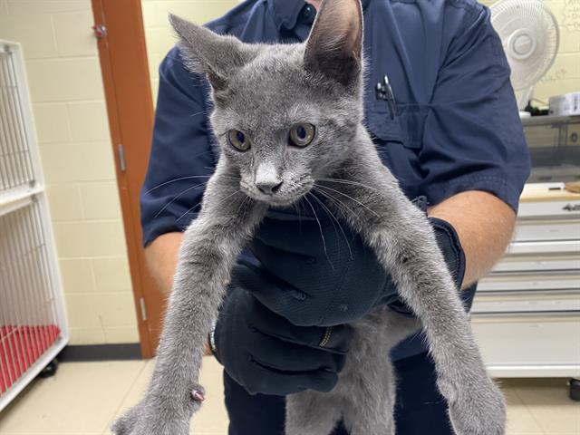 Shelter Stray Male Cat last seen , 3839 W Burnham St, West Milwaukee, WI 53215, USA