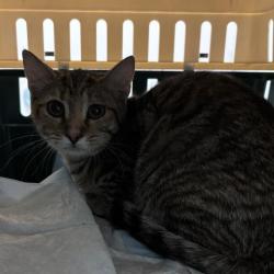 Shelter Stray Female Cat last seen , 2080 S Quebec St, Denver, CO 80231, USA