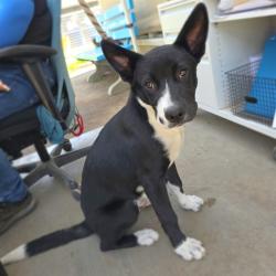 Shelter Stray Male Dog last seen Near BLK CAMBRIDGE ST, LONG BEACH, CA 90805, 7700 E Spring St, Long Beach, CA 90815, USA