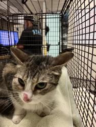 Shelter Stray Female Cat last seen Near BLOCK E SUNSET ST, LONG BEACH CA, 7700 E Spring St, Long Beach, CA 90815, USA