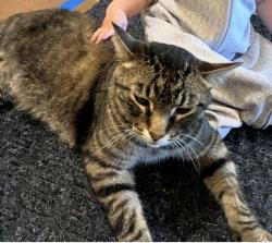 Reunited Male Cat last seen Mastin St & 89th Terr, Overland Park, KS 66212