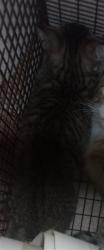 Shelter Stray Unknown Cat last seen , 14409 Vanowen St, Van Nuys, CA 91405, USA