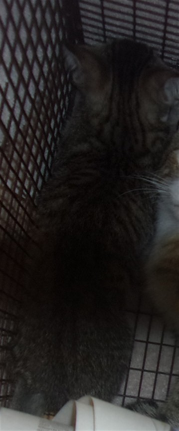 Shelter Stray Unknown Cat last seen , 14409 Vanowen St, Van Nuys, CA 91405, USA
