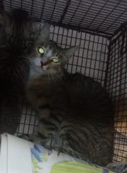 Shelter Stray Unknown Cat last seen , 14409 Vanowen St, Van Nuys, CA 91405, USA