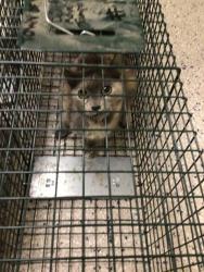 Shelter Stray Female Cat last seen Near BLOCK ASH ST, 12155 Park Blvd, Brighton, CO 80601, USA