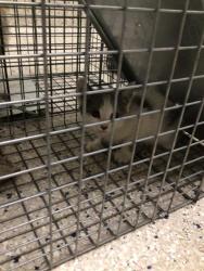 Shelter Stray Unknown Cat last seen Near BLOCK ASH ST, 12155 Park Blvd, Brighton, CO 80601, USA
