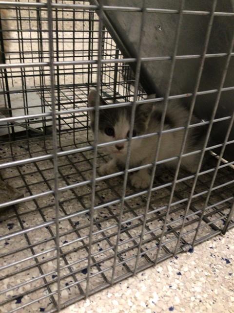 Shelter Stray Unknown Cat last seen Near BLOCK ASH ST, 12155 Park Blvd, Brighton, CO 80601, USA
