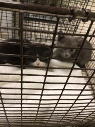 Shelter Stray Female Cat last seen Near BLOCK ASH ST, 12155 Park Blvd, Brighton, CO 80601, USA