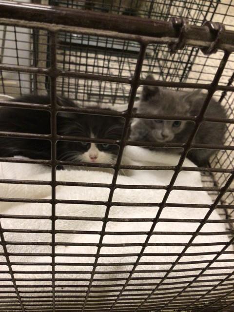 Shelter Stray Female Cat last seen Near BLOCK ASH ST, 12155 Park Blvd, Brighton, CO 80601, USA