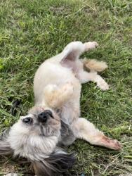 Lost Male Dog last seen Rawhide, Celina, TX 75009