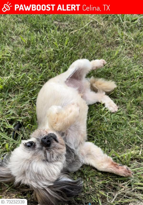 Lost Male Dog last seen Rawhide, Celina, TX 75009