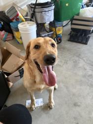 Found/Stray Male Dog last seen Whimbrel, Berkshire Township, OH 43074