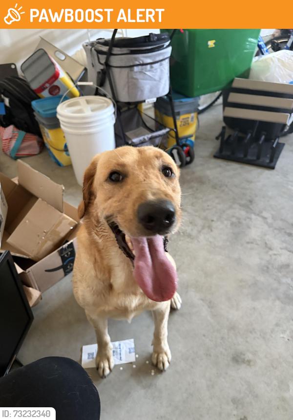 Found/Stray Male Dog last seen Whimbrel, Berkshire Township, OH 43074