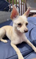 Found/Stray Female Dog last seen Lincoln Hwy, Abbottstown, PA 17301