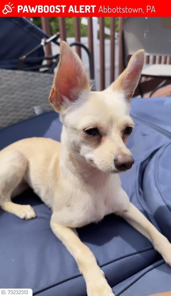 Found/Stray Female Dog last seen Lincoln Hwy, Abbottstown, PA 17301