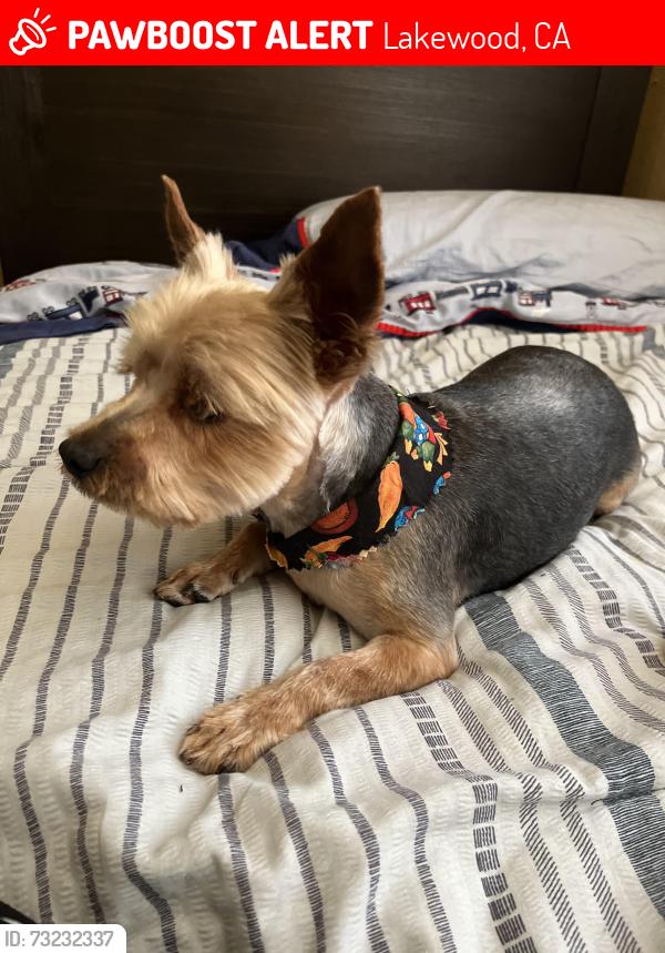 Lost Male Dog last seen south street of lakewood cross walk, Lakewood, CA 90713