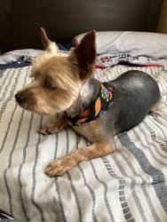 Lost Male Dog last seen south street of lakewood cross walk, Lakewood, CA 90713