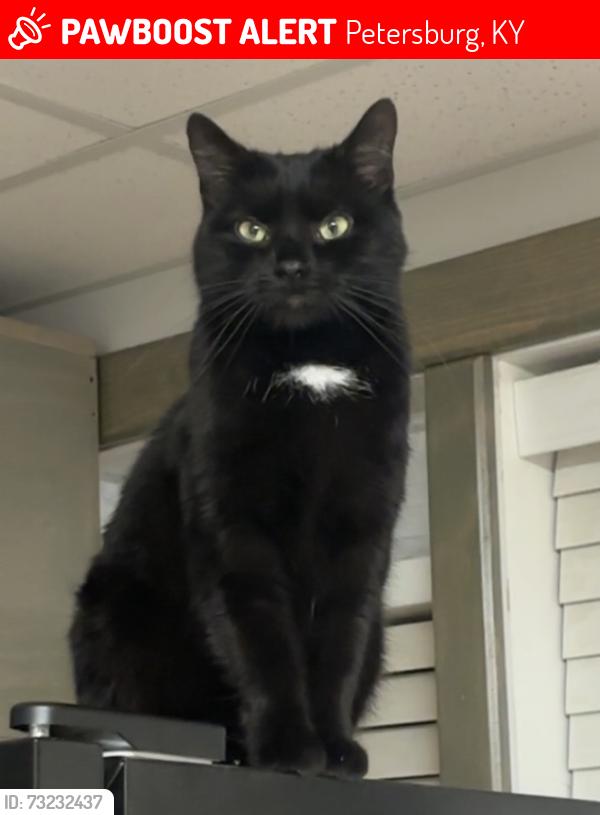 Lost Female Cat last seen Woolper road, Petersburg, KY 41080